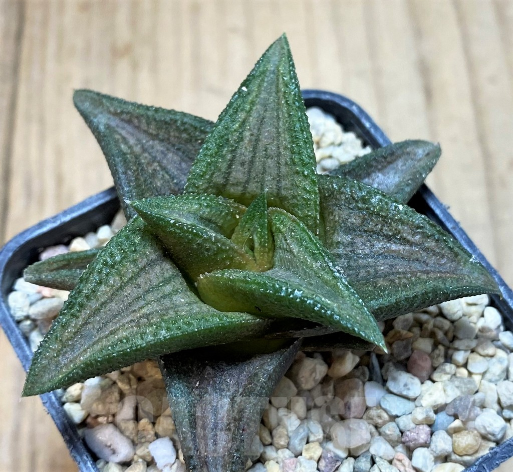 SH1692 Haworthia 'Sugriva' - immagine 3