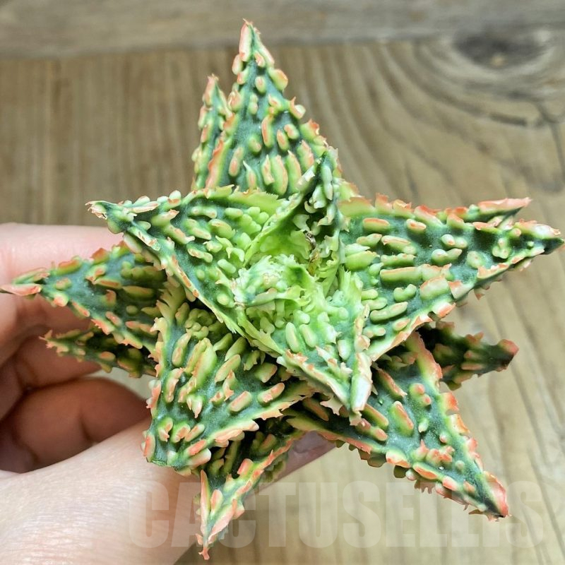 SH1677 Aloe TCT hybrid