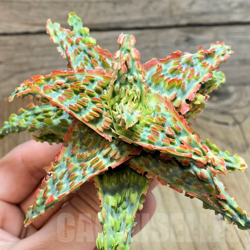 SH1679 Aloe TCT hybrid