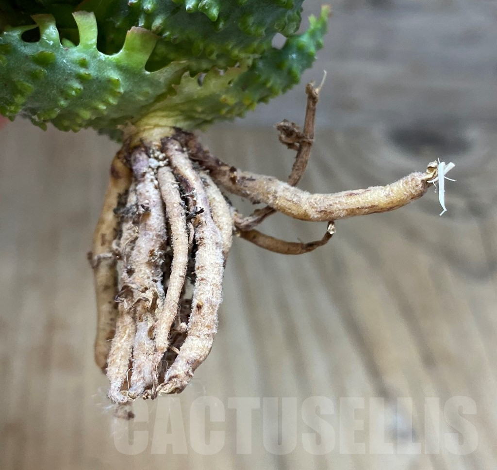 SH1681 Aloe TCT hybrid - immagine 2