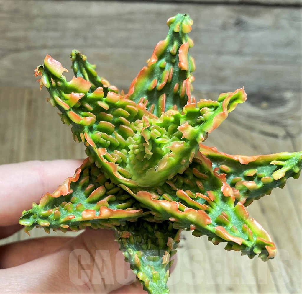 SH1681 Aloe TCT hybrid