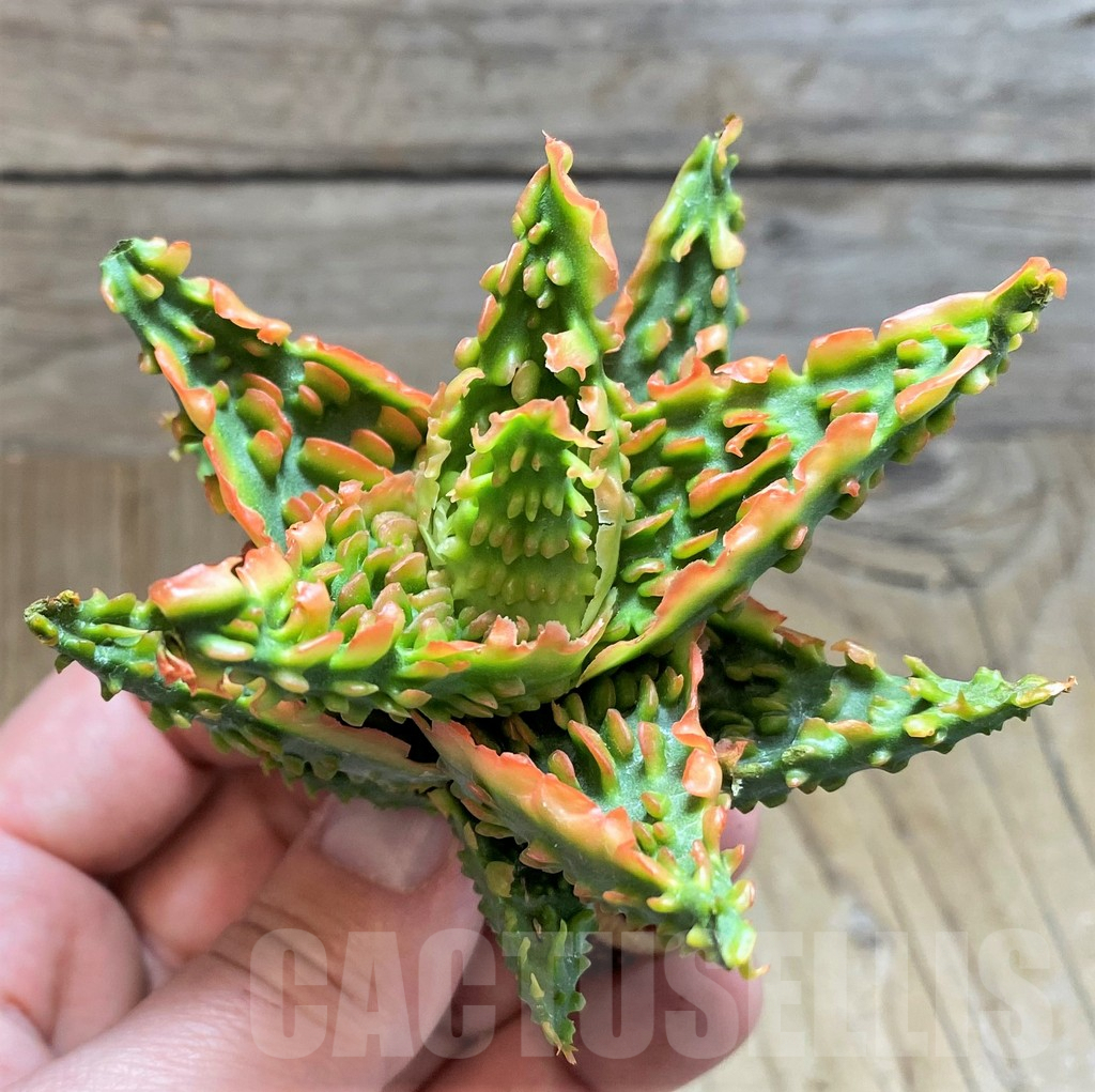 SH1681 Aloe TCT hybrid - immagine 3