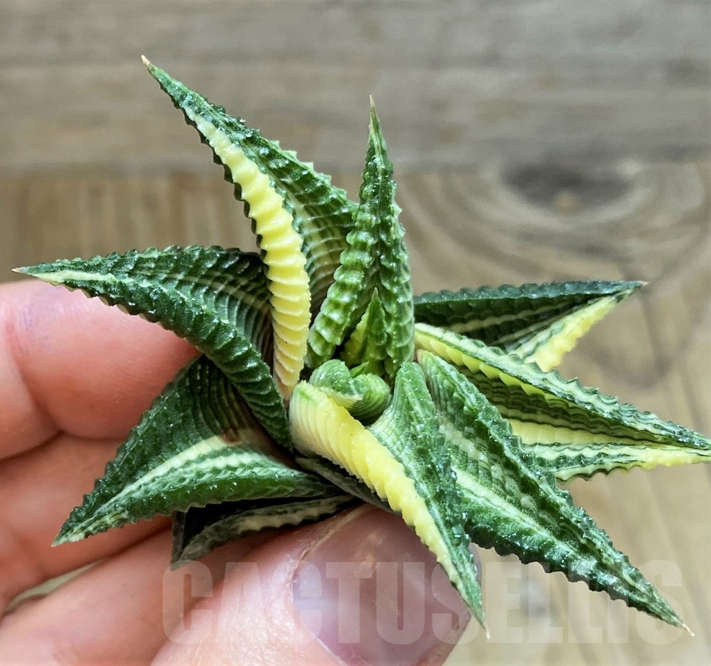 SH1682 Haworthia limifolia f. variegata - Image 3