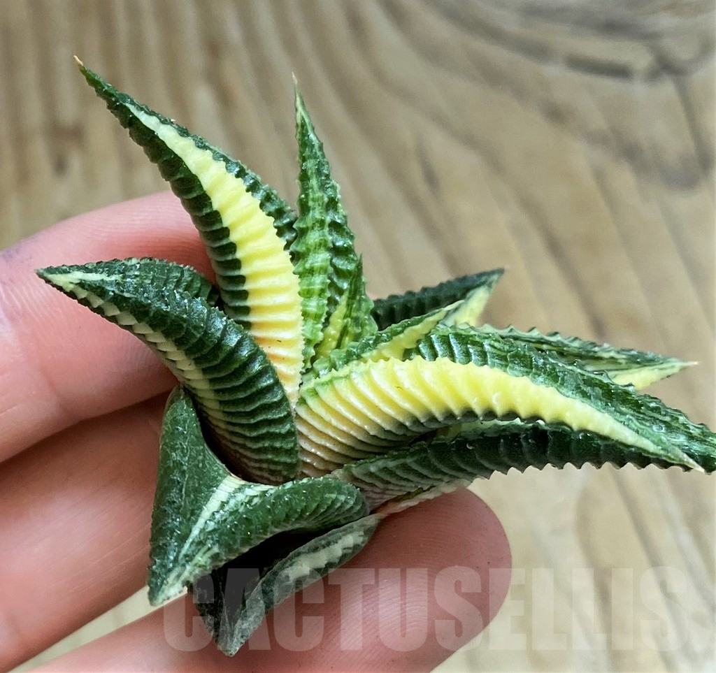 SH1682 Haworthia limifolia f. variegata - Image 2