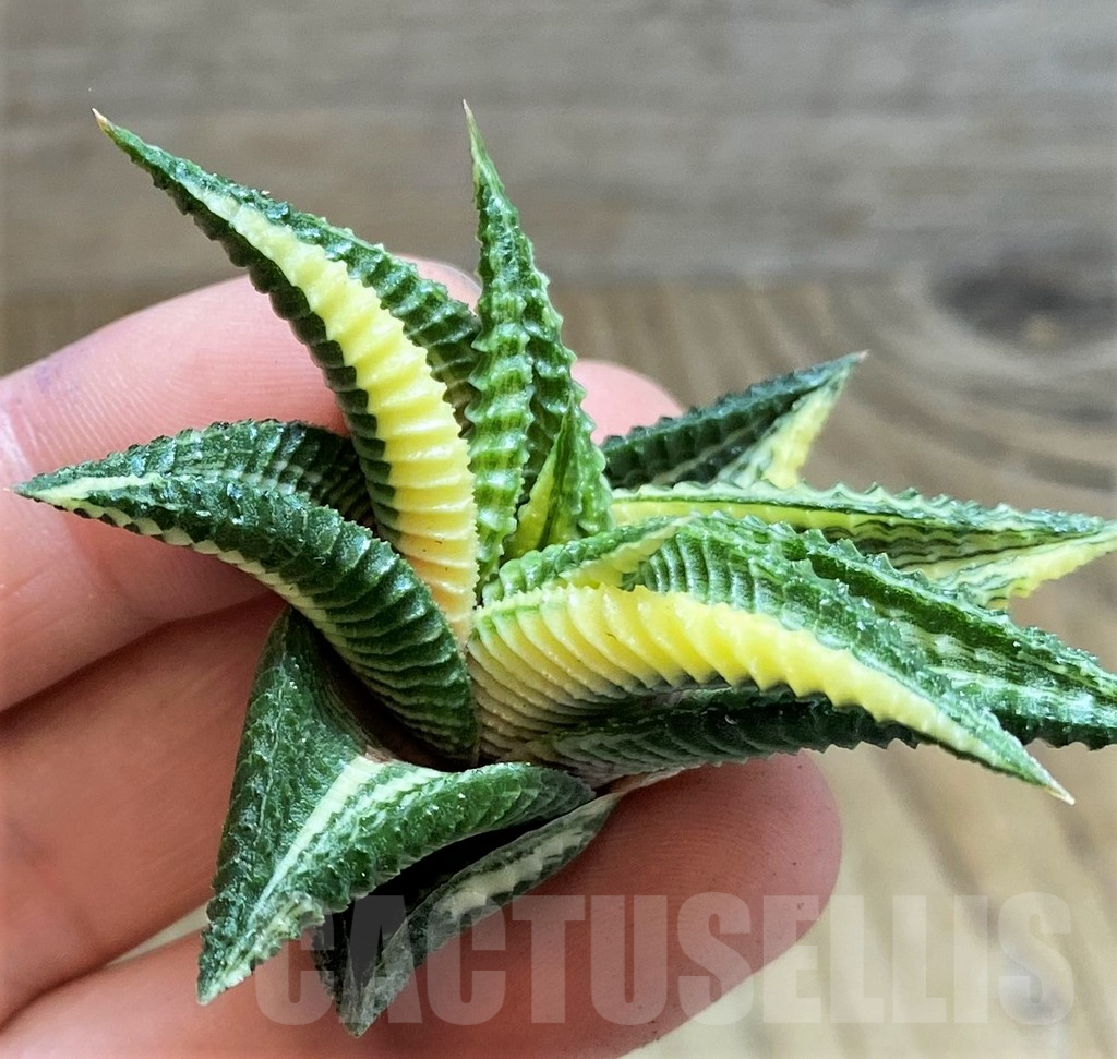 SH1682 Haworthia limifolia f. variegata