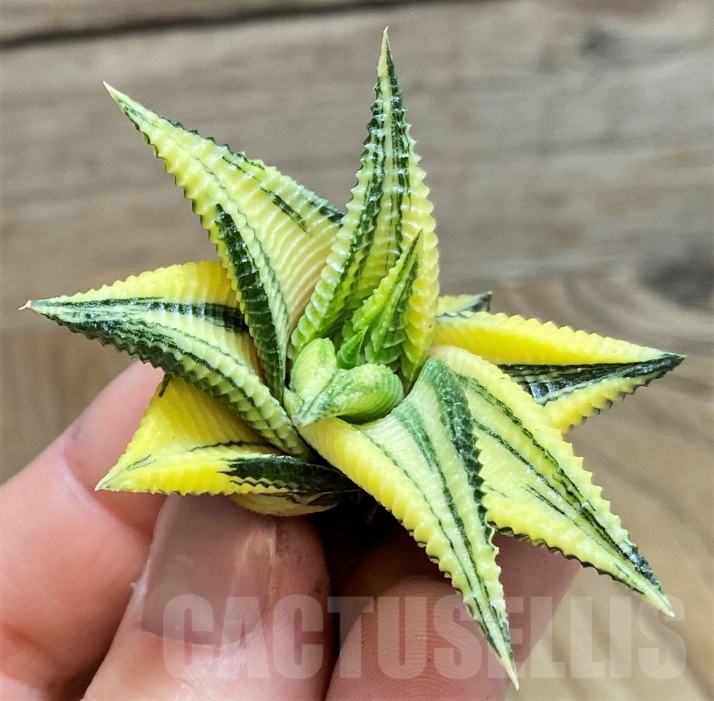 SH1686 Haworthia limifolia f. variegata
