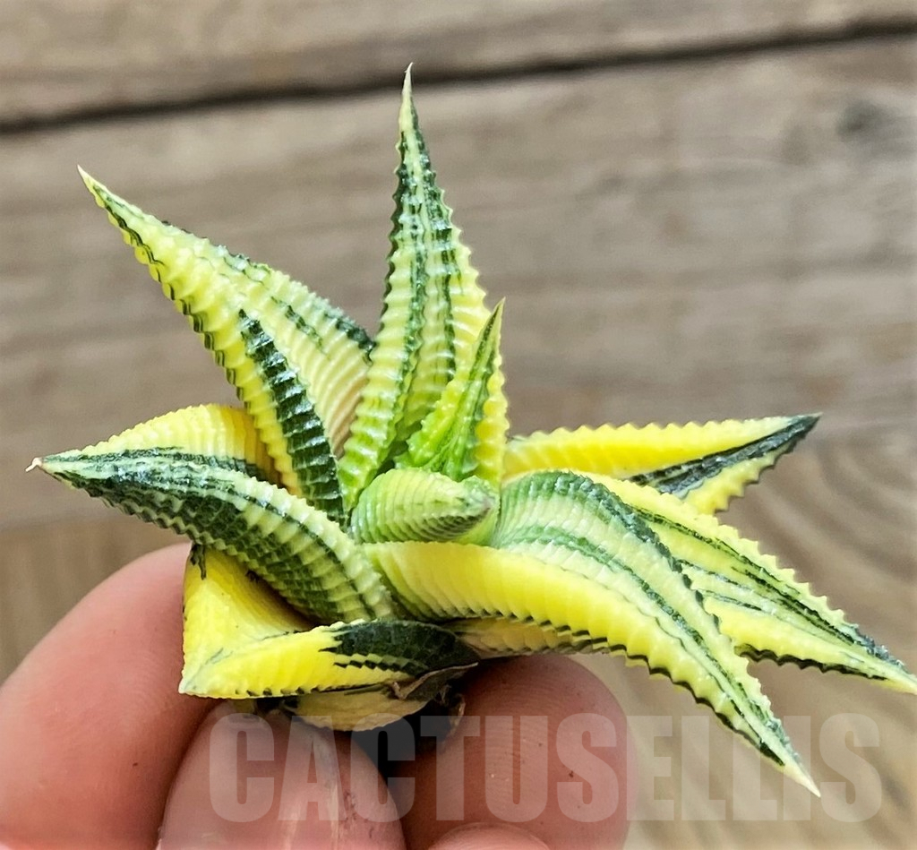 SH1686 Haworthia limifolia f. variegata - immagine 2