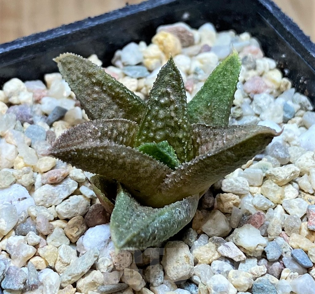 SH1694 Haworthia 'Kasornthamala' - Image 3