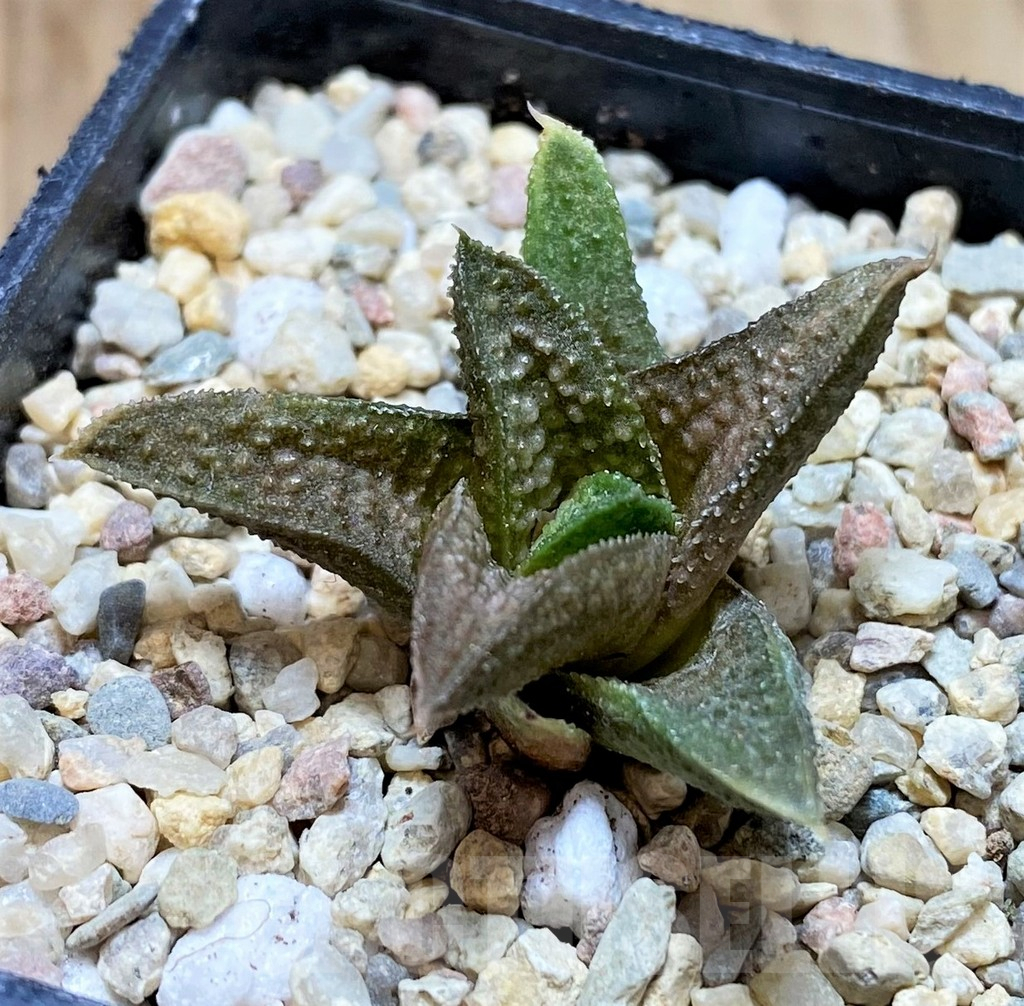 SH1694 Haworthia 'Kasornthamala' - Image 2