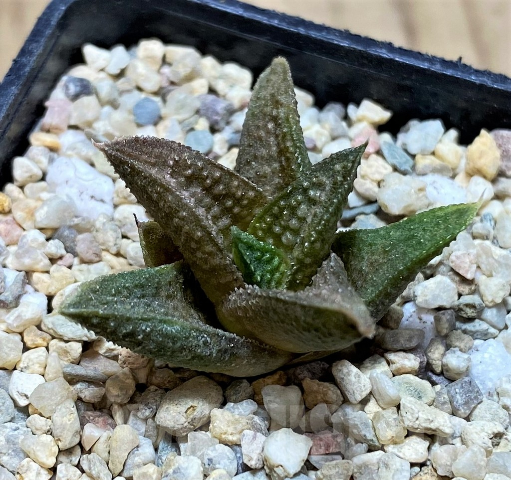 SH1694 Haworthia 'Kasornthamala'