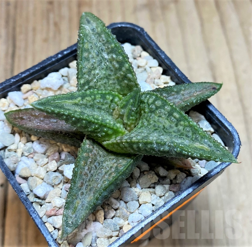 SH1695 Haworthia 'White Kin' - Image 2