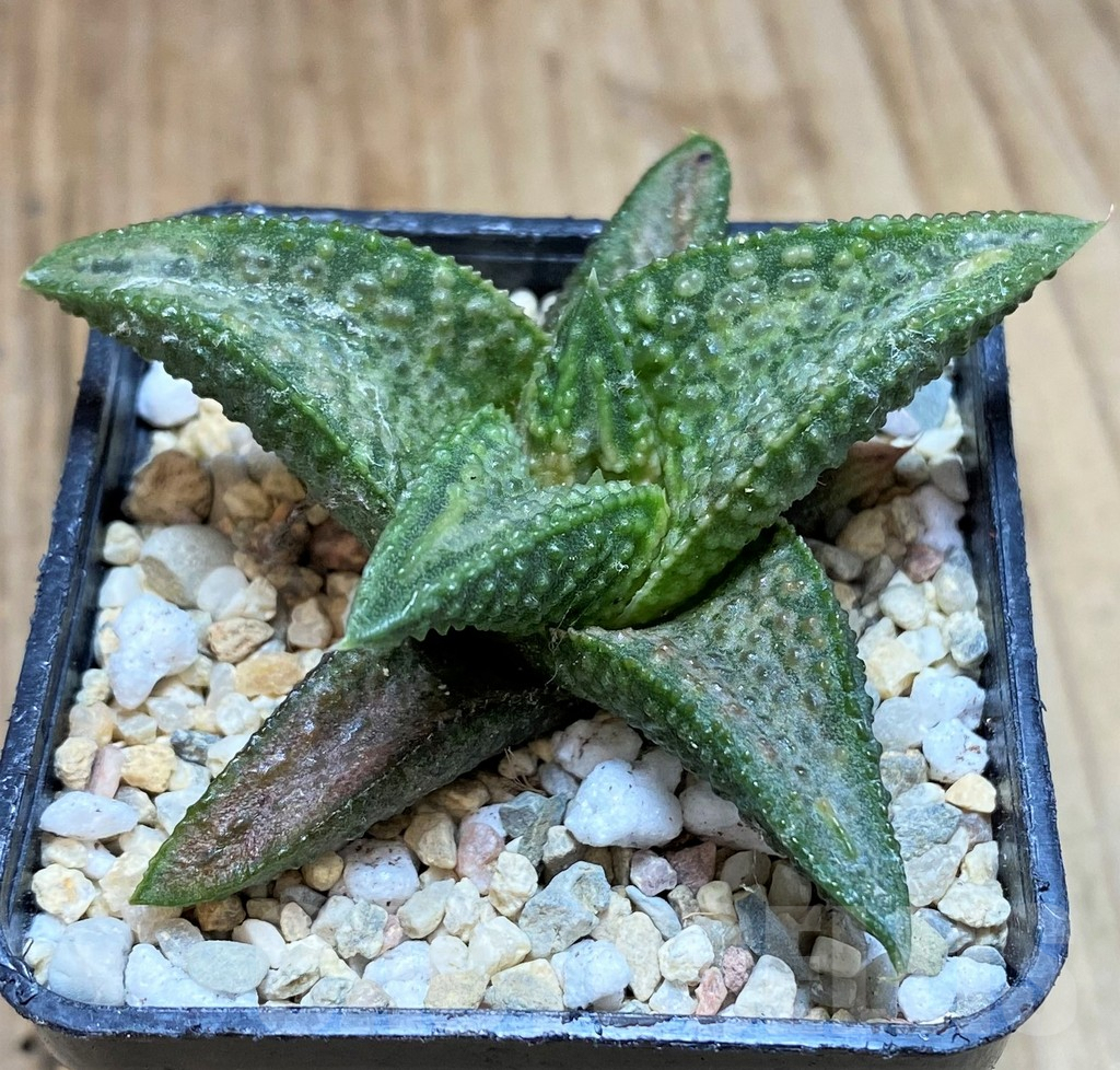 SH1695 Haworthia 'White Kin'