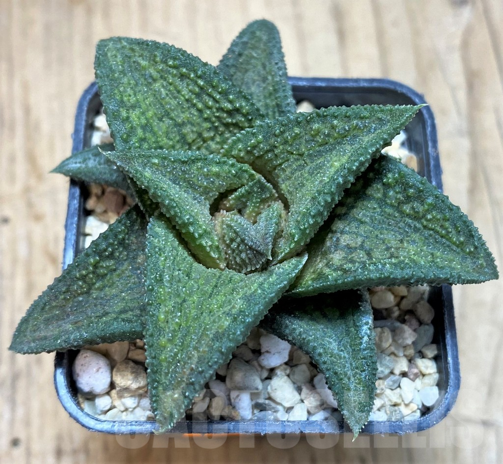 SH1697 Haworthia koelmaniorum T3 - Image 2