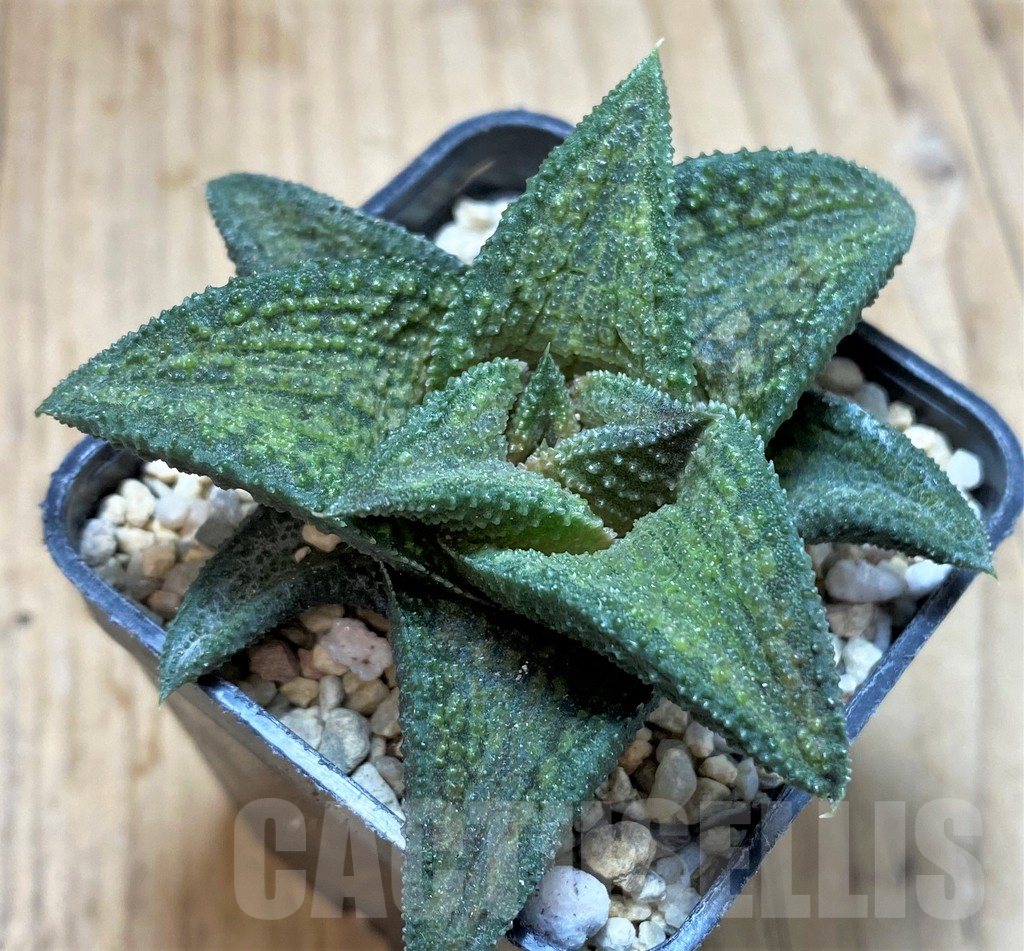 SH1697 Haworthia koelmaniorum T3