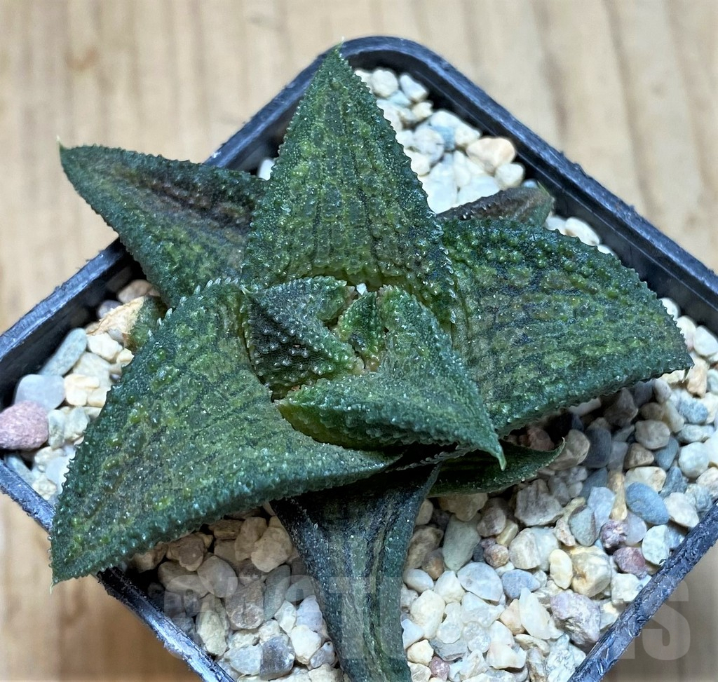 SH1698 Haworthia koelmaniorum T3 - Image 2