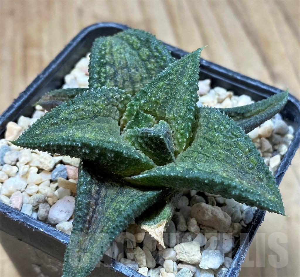 SH1698 Haworthia koelmaniorum T3