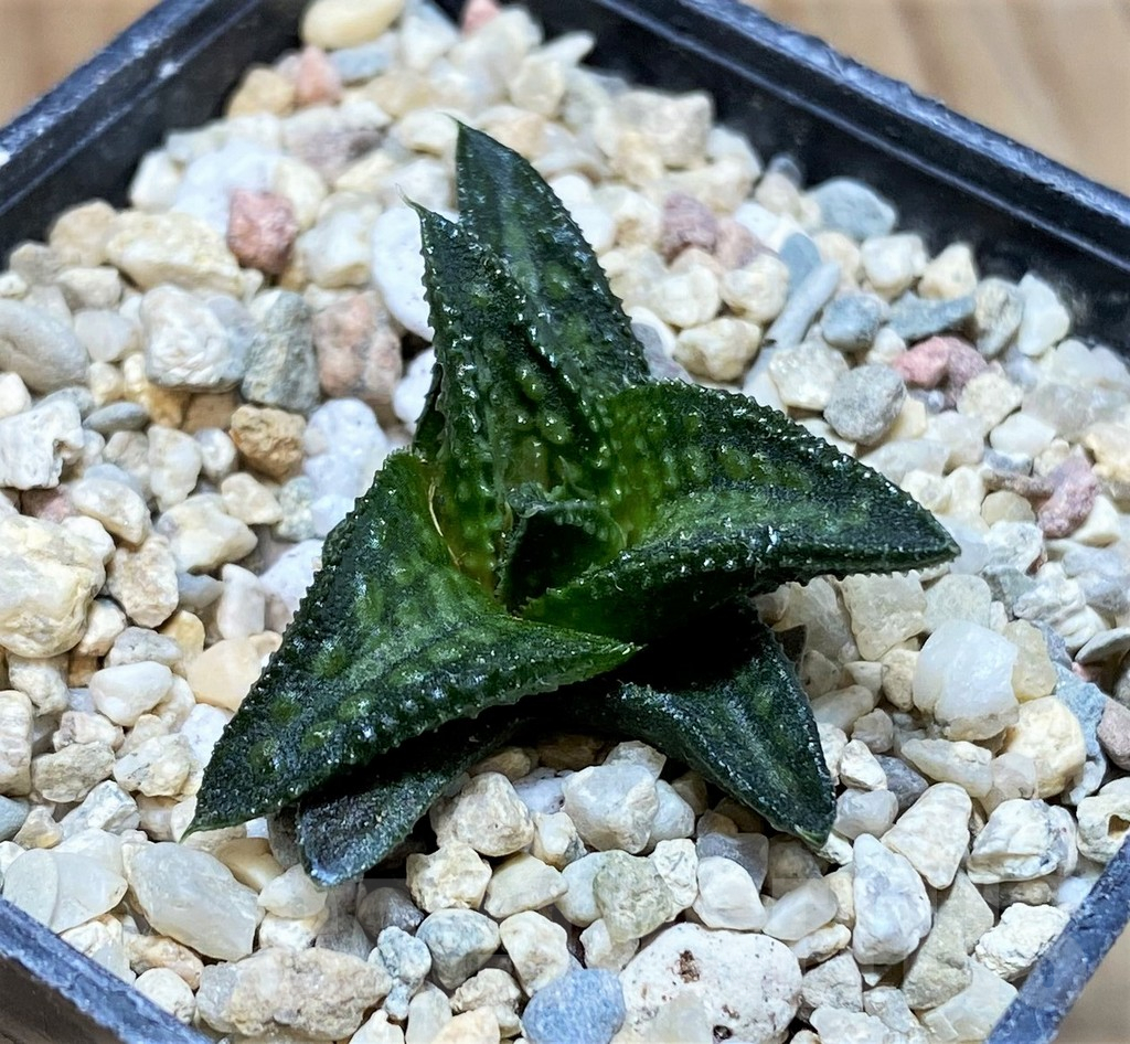 SH1701 Haworthia 'Onigawara' A