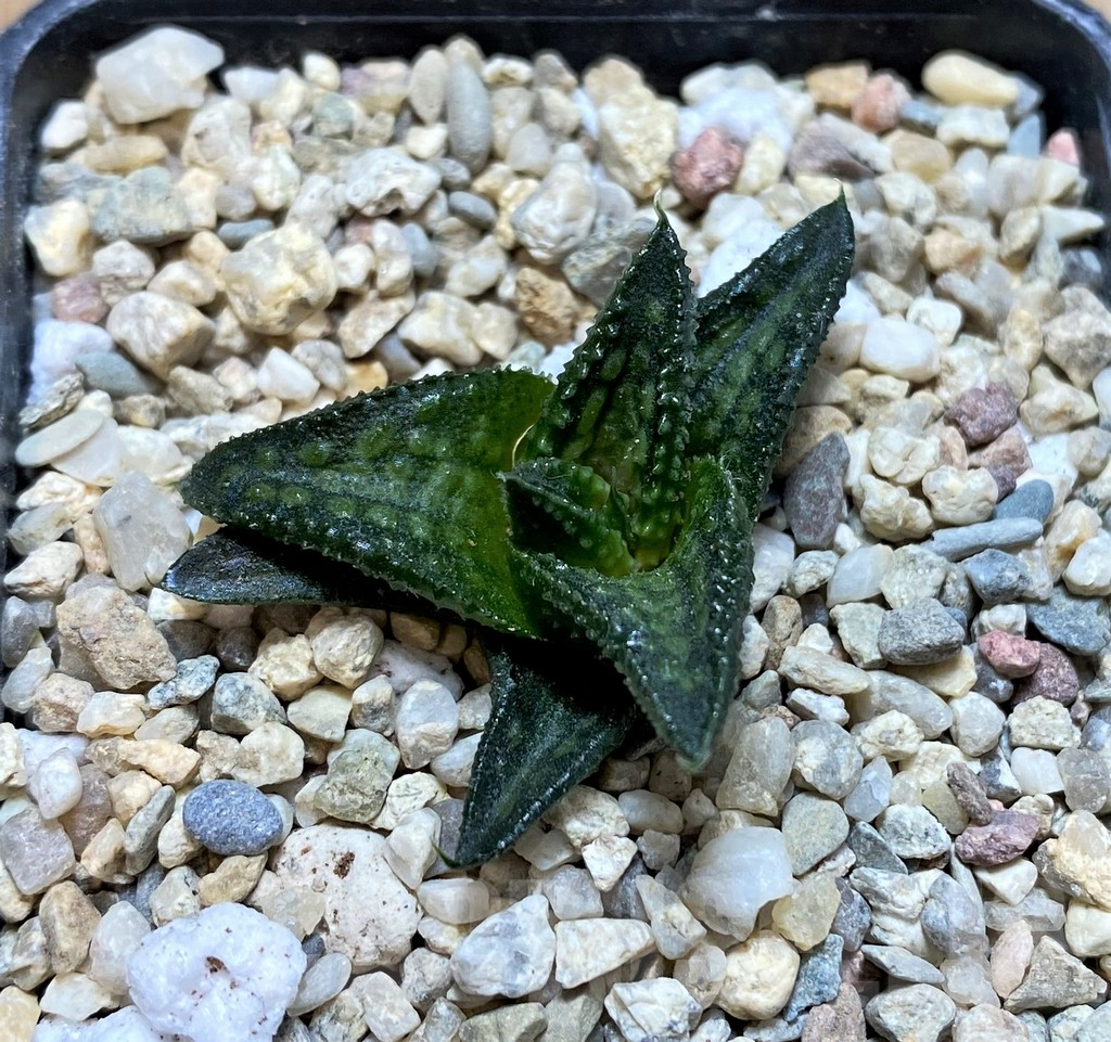 SH1701 Haworthia 'Onigawara' A - Image 2