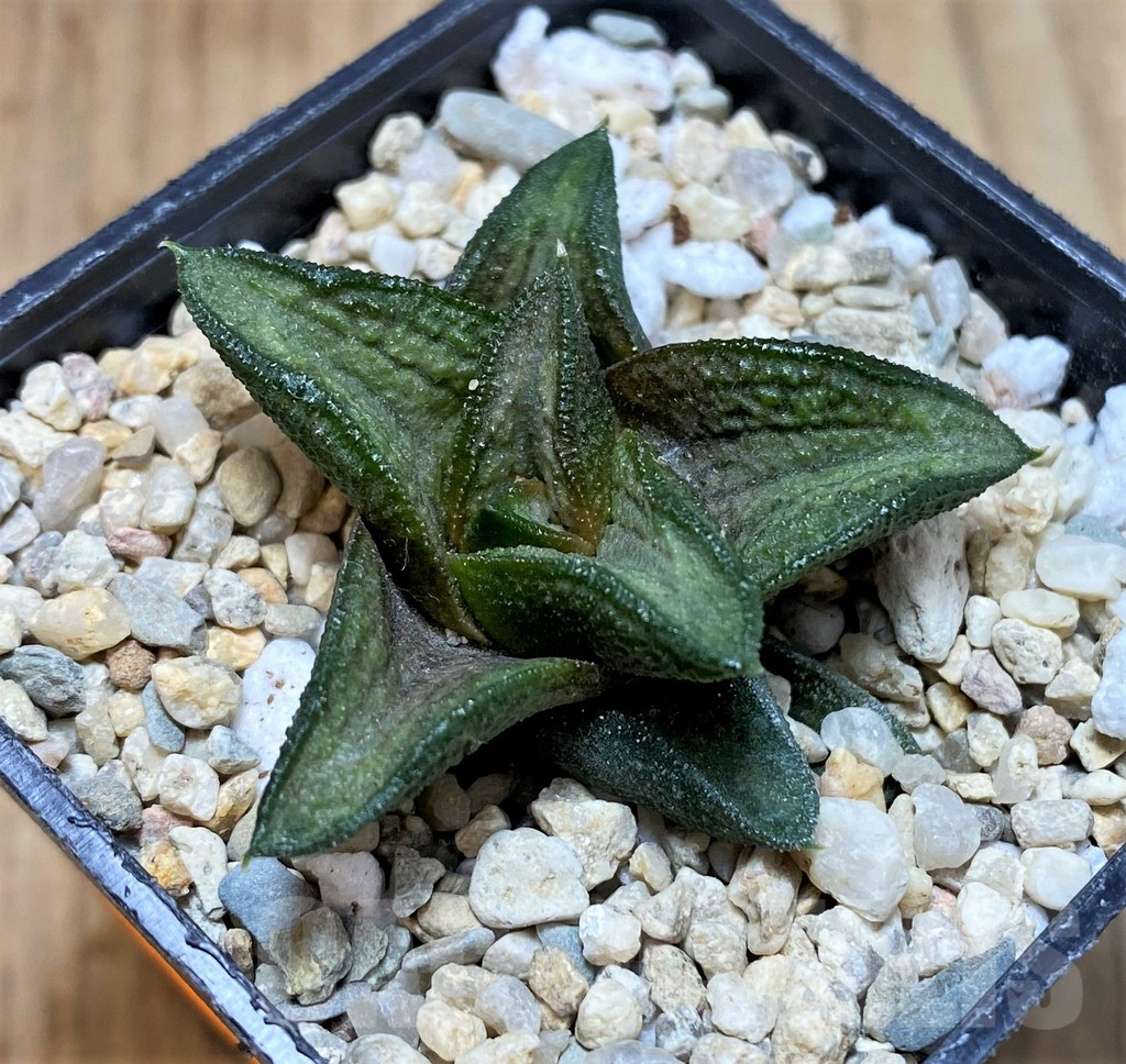 SH1702 Haworthia 'Fossil' - Image 3