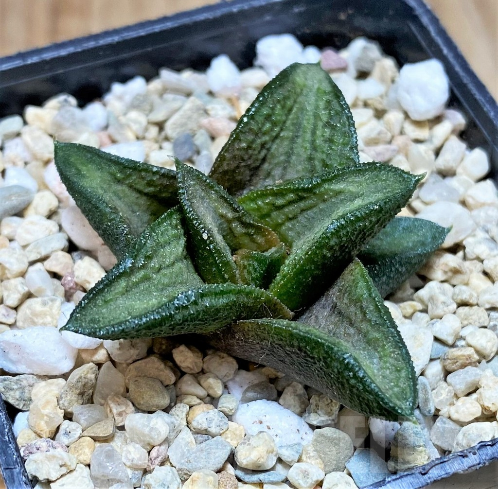 SH1702 Haworthia 'Fossil'