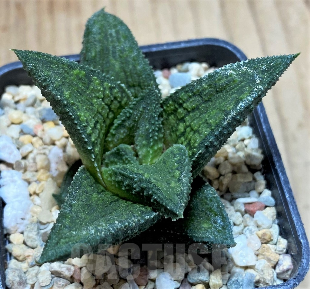 SH1688 Haworthia koelmaniorum Thai hybrid - immagine 2