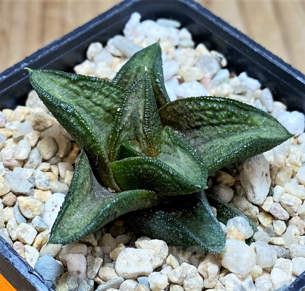 SH1702 Haworthia 'Fossil' - Image 2