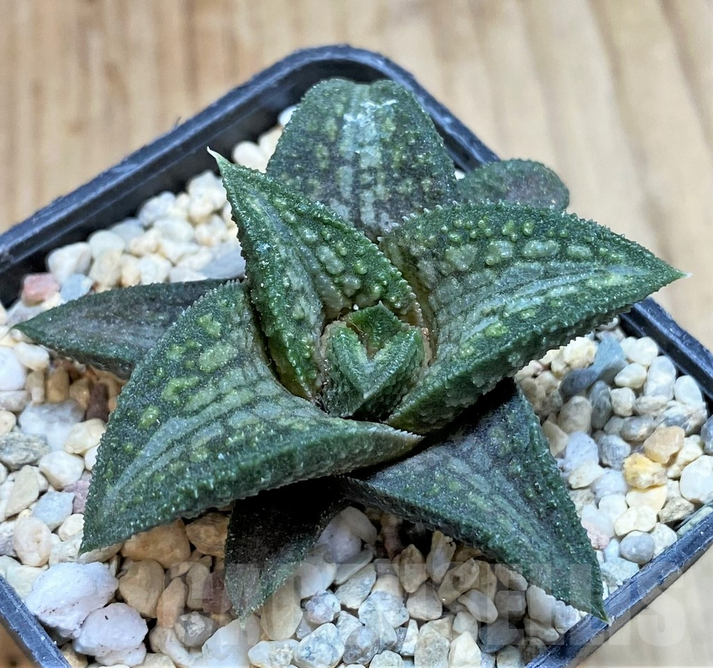 SH1704 Haworthia 'Deep Sea' - 画像 (3)