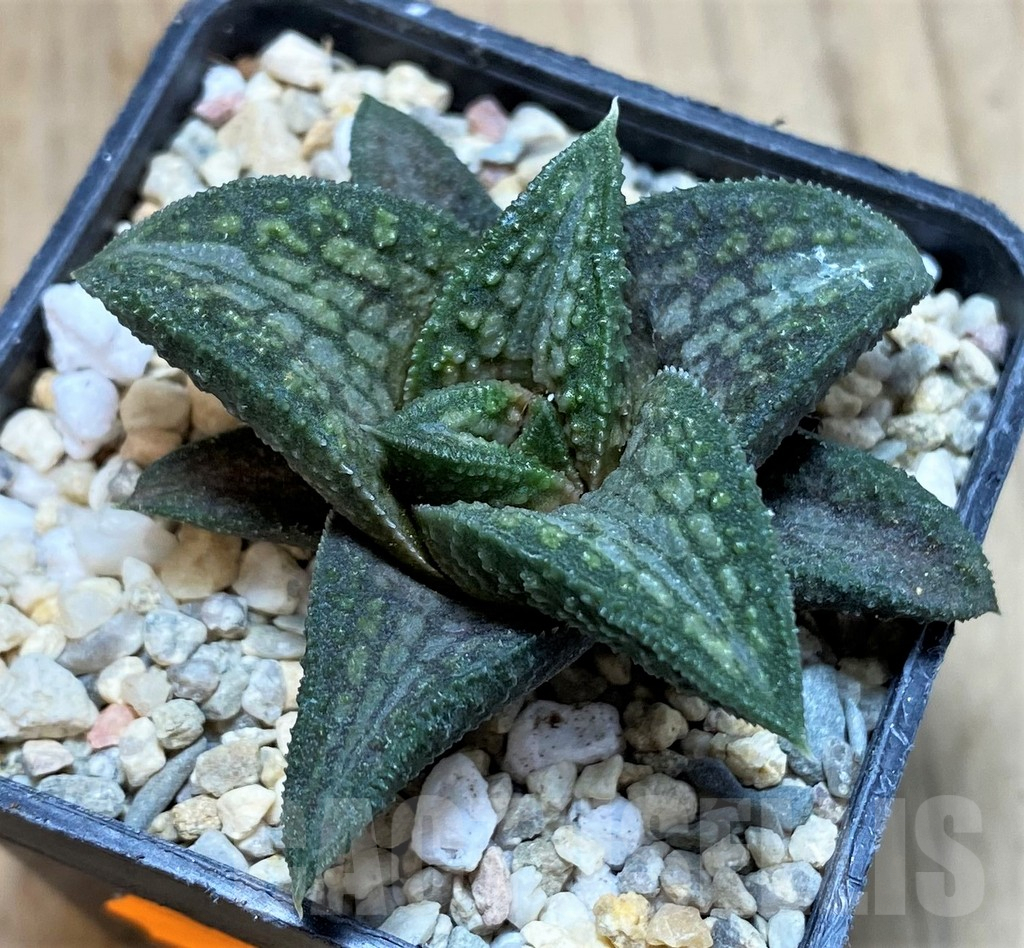 SH1704 Haworthia 'Deep Sea' - 画像 (2)