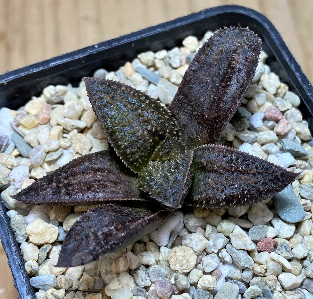 SH1705 Haworthia 'Asyura'