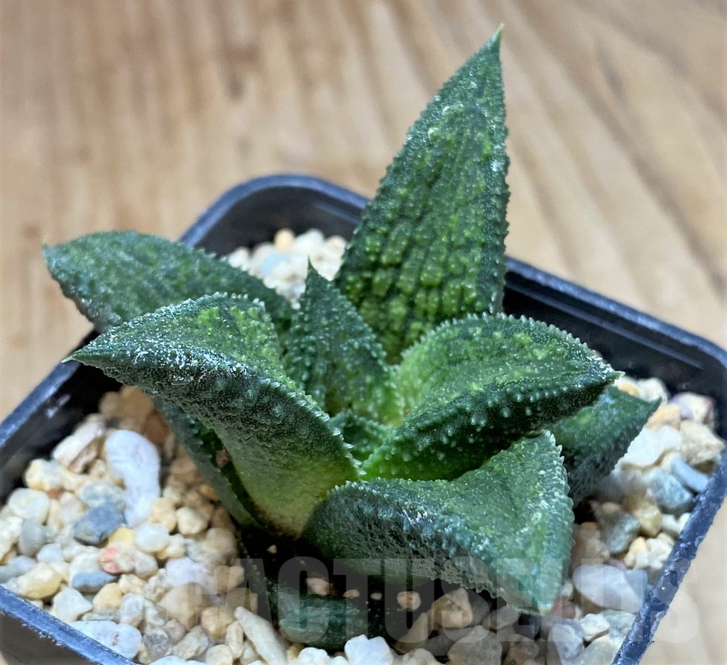 SH1688 Haworthia koelmaniorum Thai hybrid