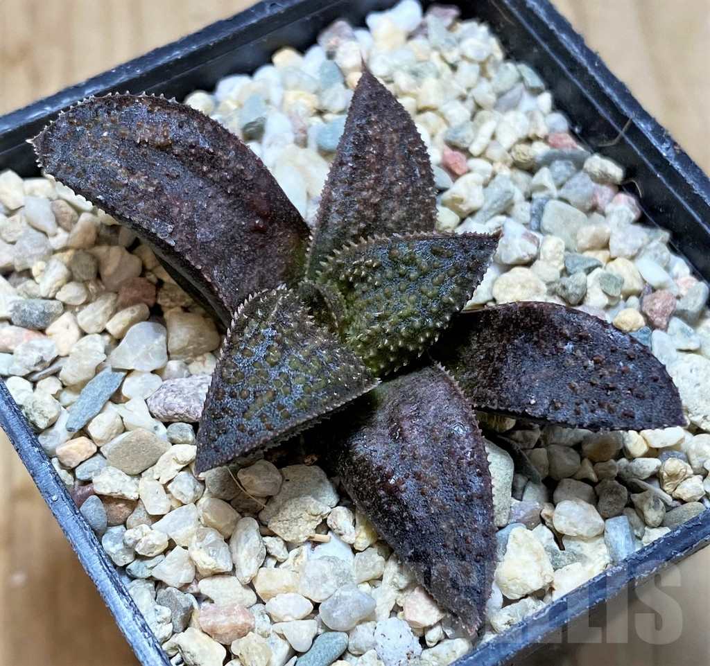 SH1705 Haworthia 'Asyura' - Imagen 2