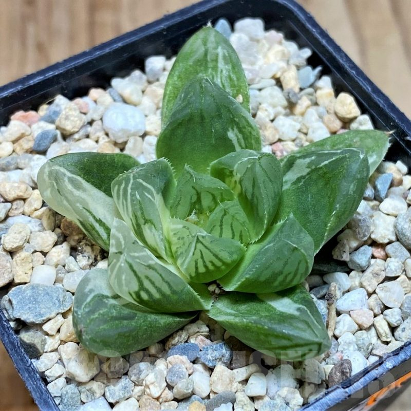 SH1707 Haworthia cooperi f. variegata