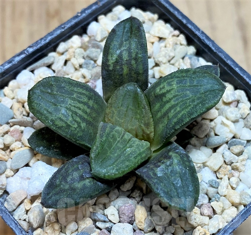 SH1708 Haworthia 'Door To Heaven' T6 - immagine 2
