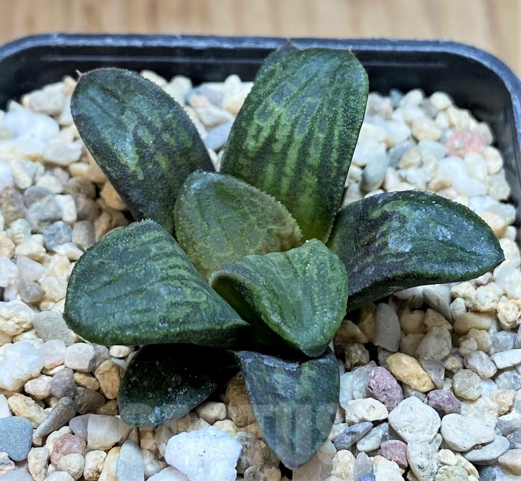 SH1708 Haworthia 'Door To Heaven' T6