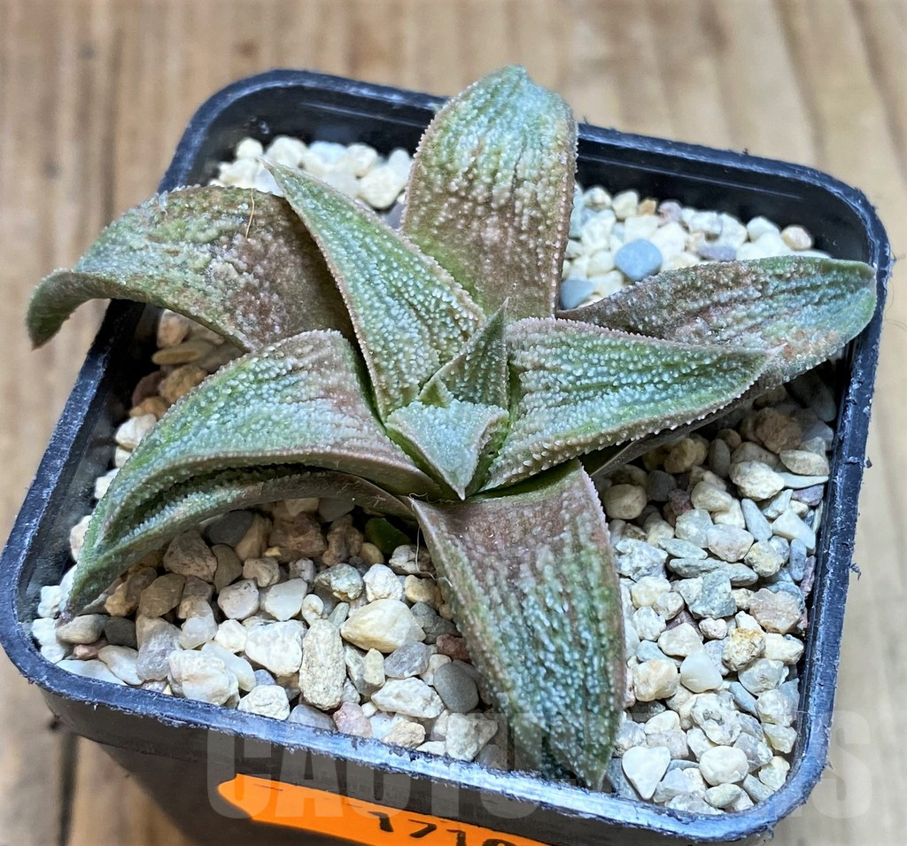SH1710 Haworthia 'Pink koelmaniorum' - immagine 2
