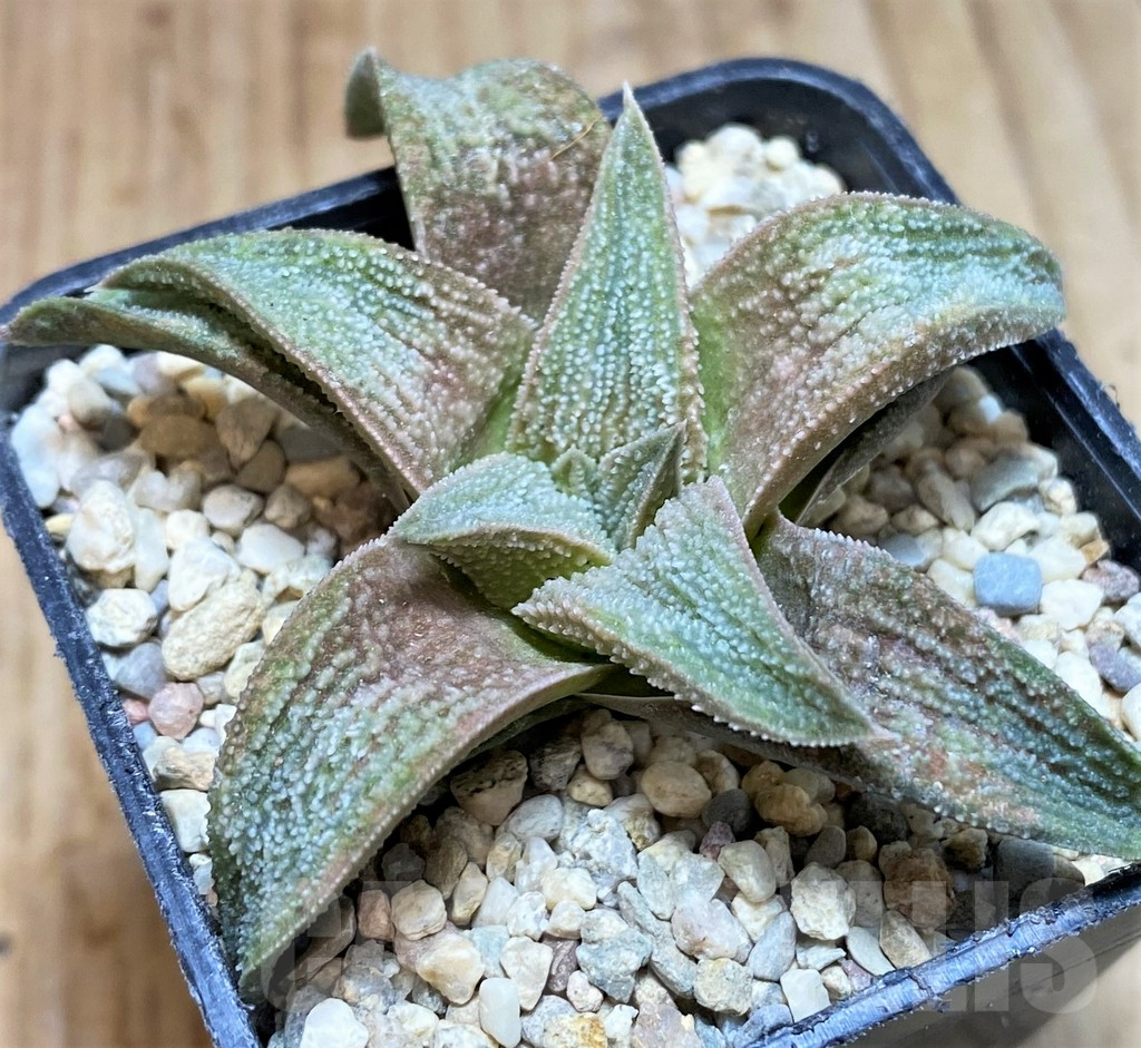 SH1710 Haworthia 'Pink koelmaniorum'
