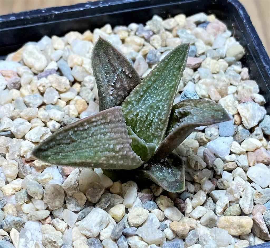 SH1711 Haworthia 'Pink koelmaniorum' - immagine 2