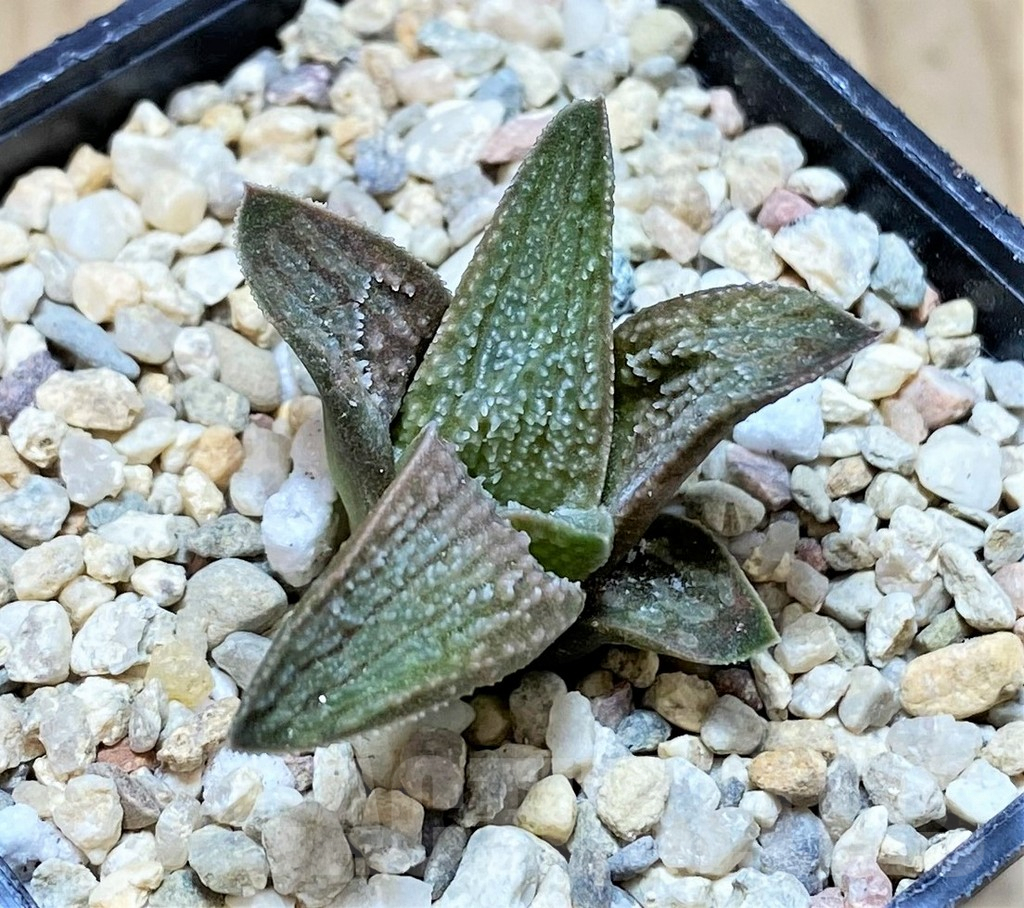 SH1711 Haworthia 'Pink koelmaniorum'