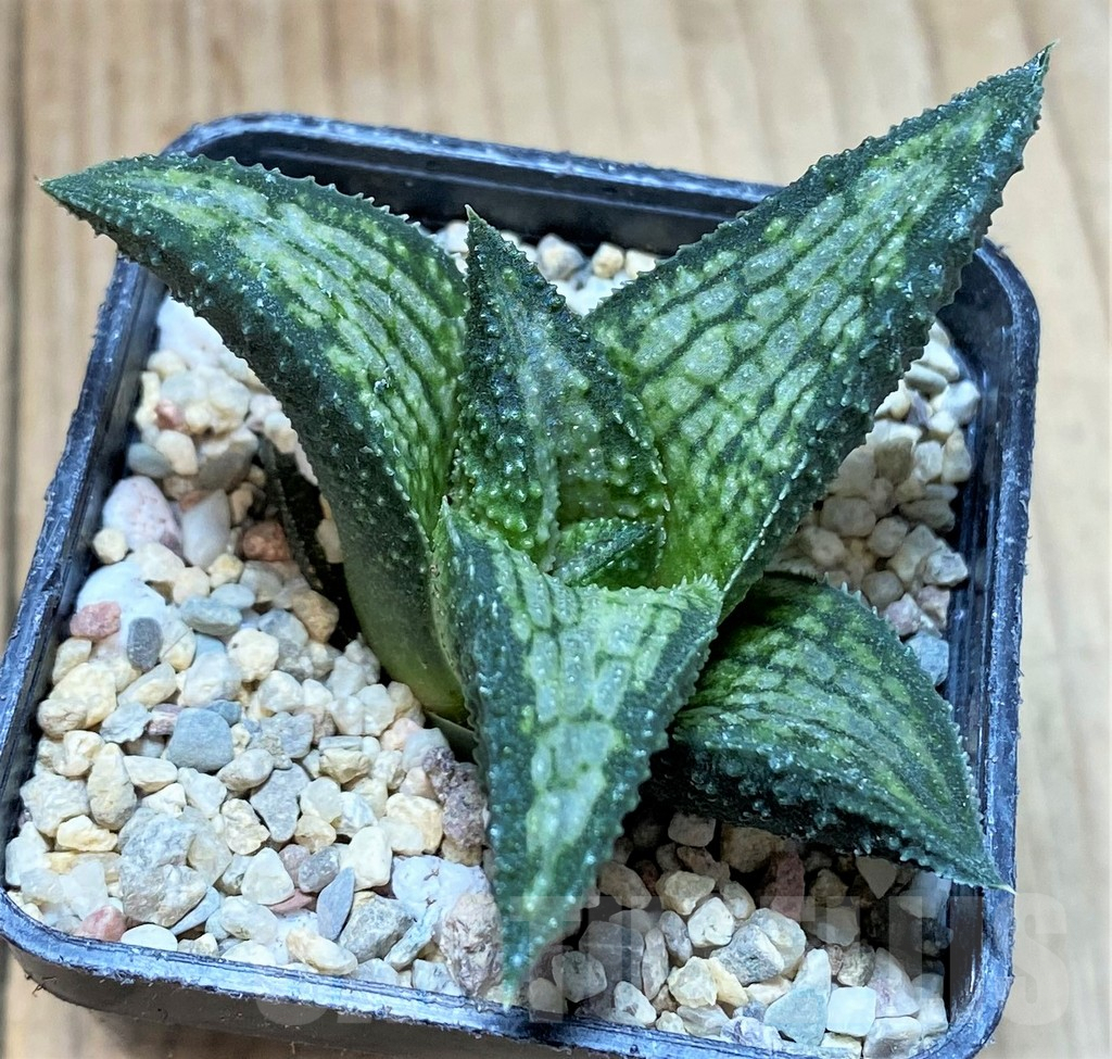 SH1689 Haworthia koelmaniorum Thai hybrid