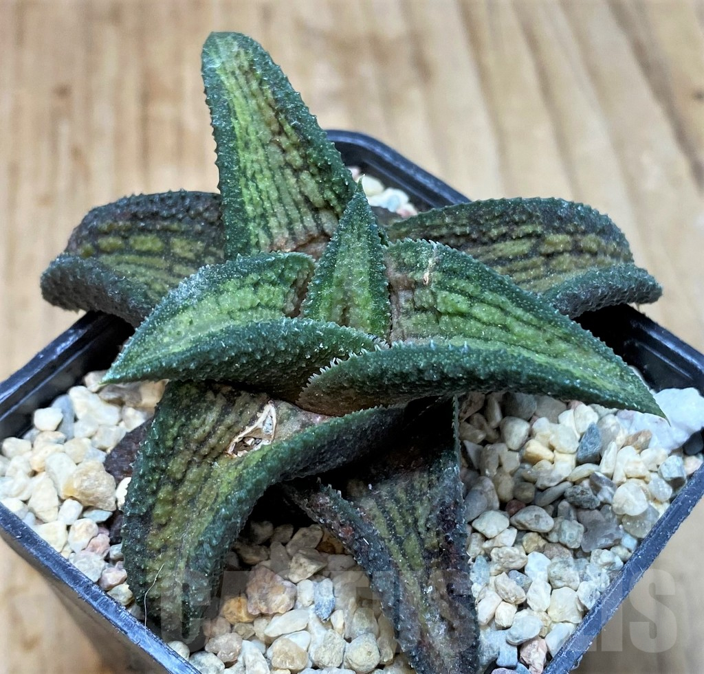 SH1714 Haworthia koelmaniorum T1 - 画像 (3)