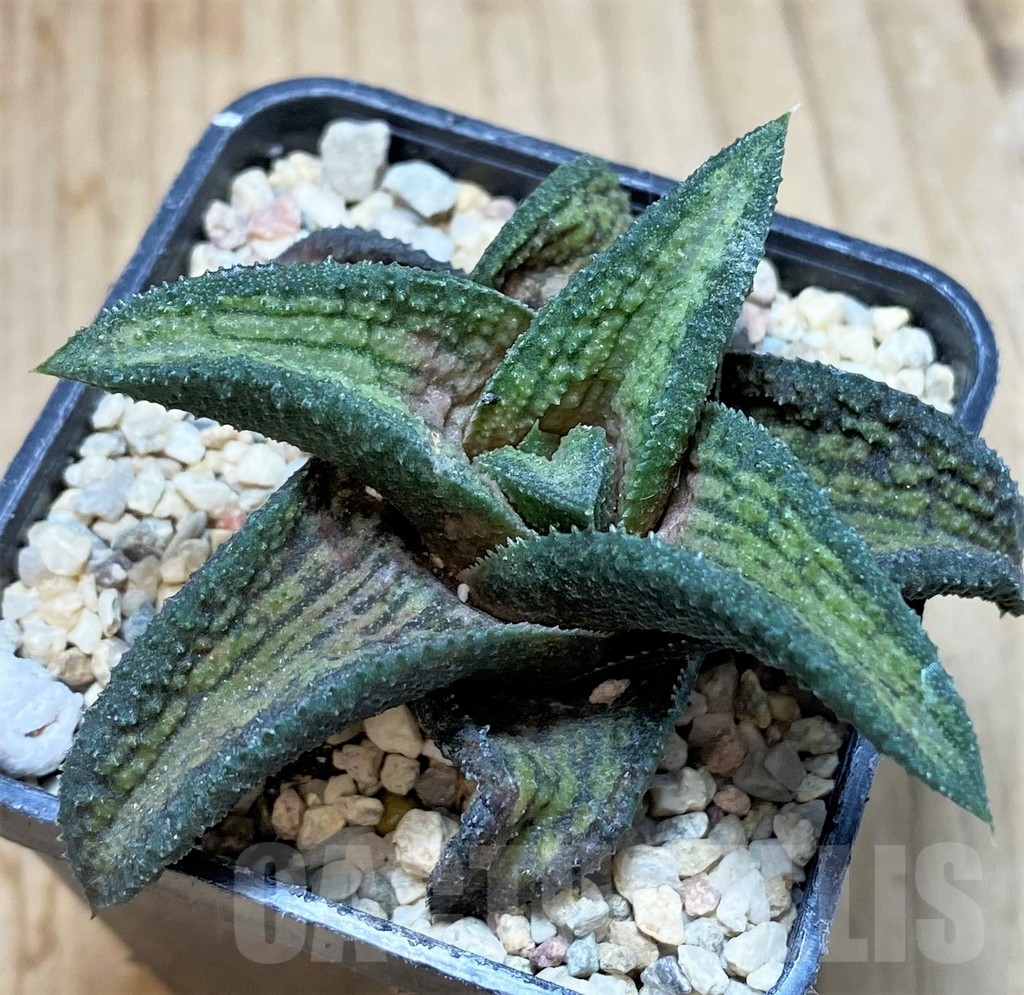 SH1714 Haworthia koelmaniorum T1 - 画像 (2)