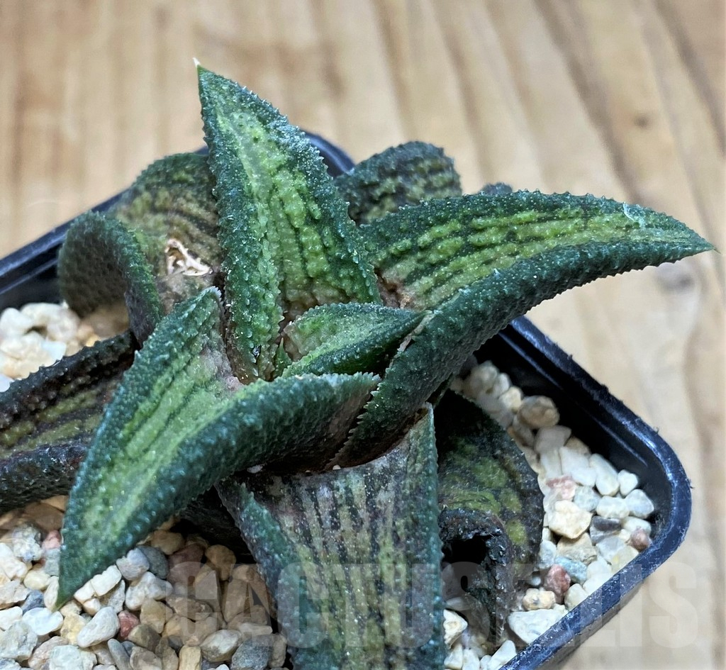 SH1714 Haworthia koelmaniorum T1