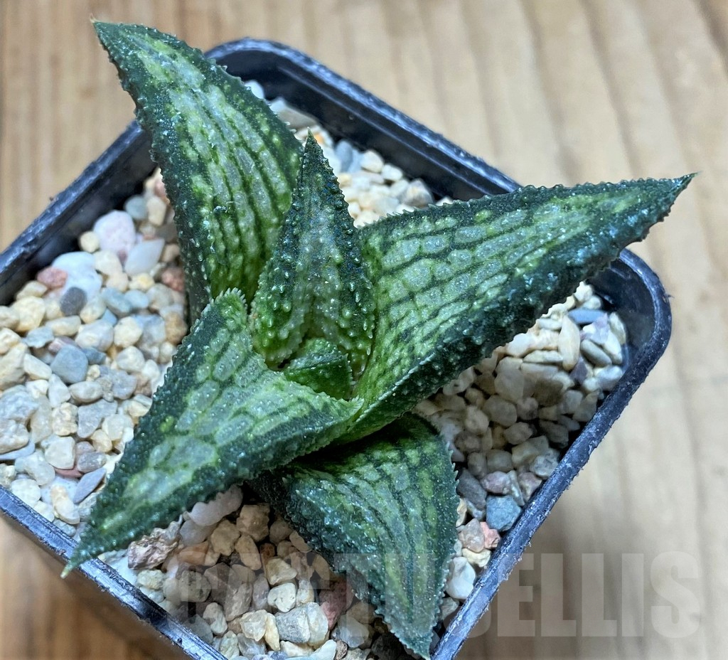 SH1689 Haworthia koelmaniorum Thai hybrid - Image 2
