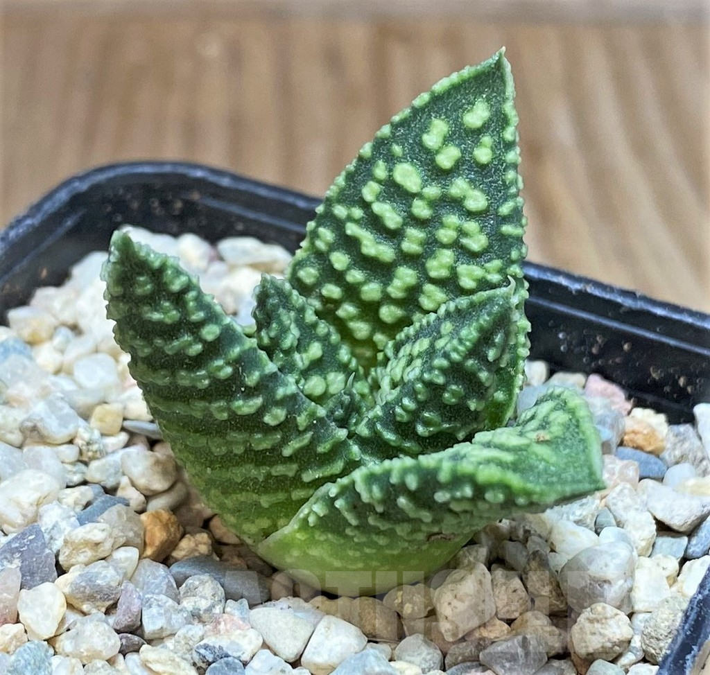 SH1717 Haworthia koelmaniorum x pumila 'Donut' - Image 3
