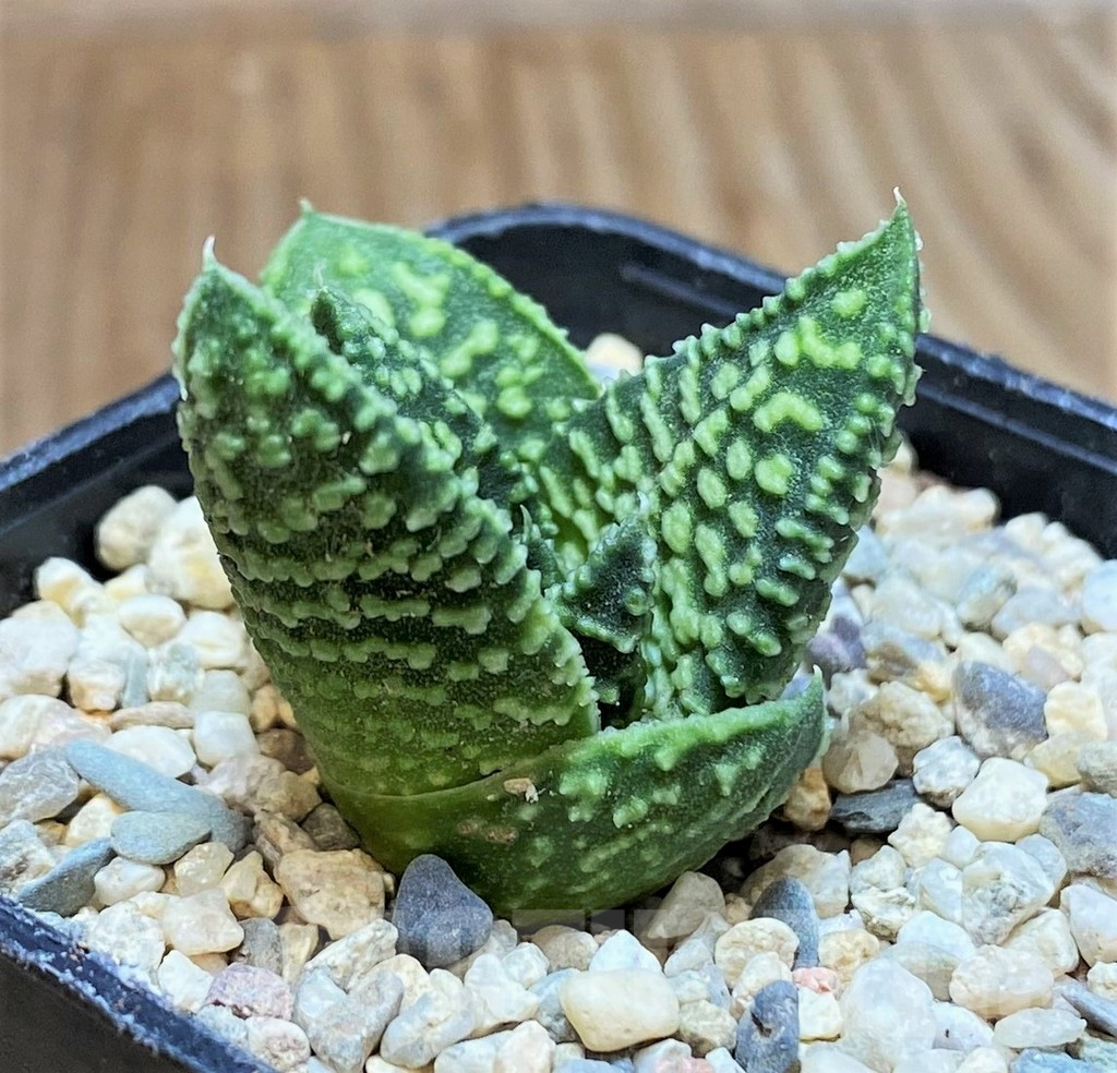SH1717 Haworthia koelmaniorum x pumila 'Donut' - Image 2