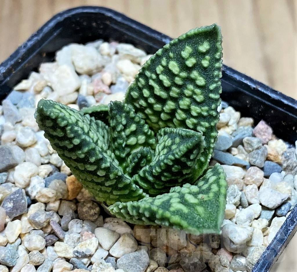 SH1717 Haworthia koelmaniorum x pumila 'Donut'