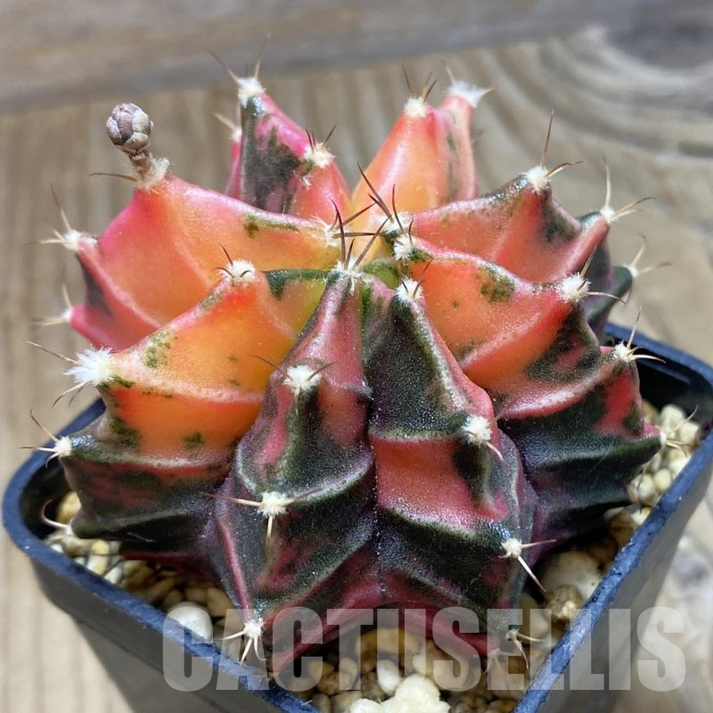 SH3211 Gymnocalycium mihanovichii f. variegata, seedling