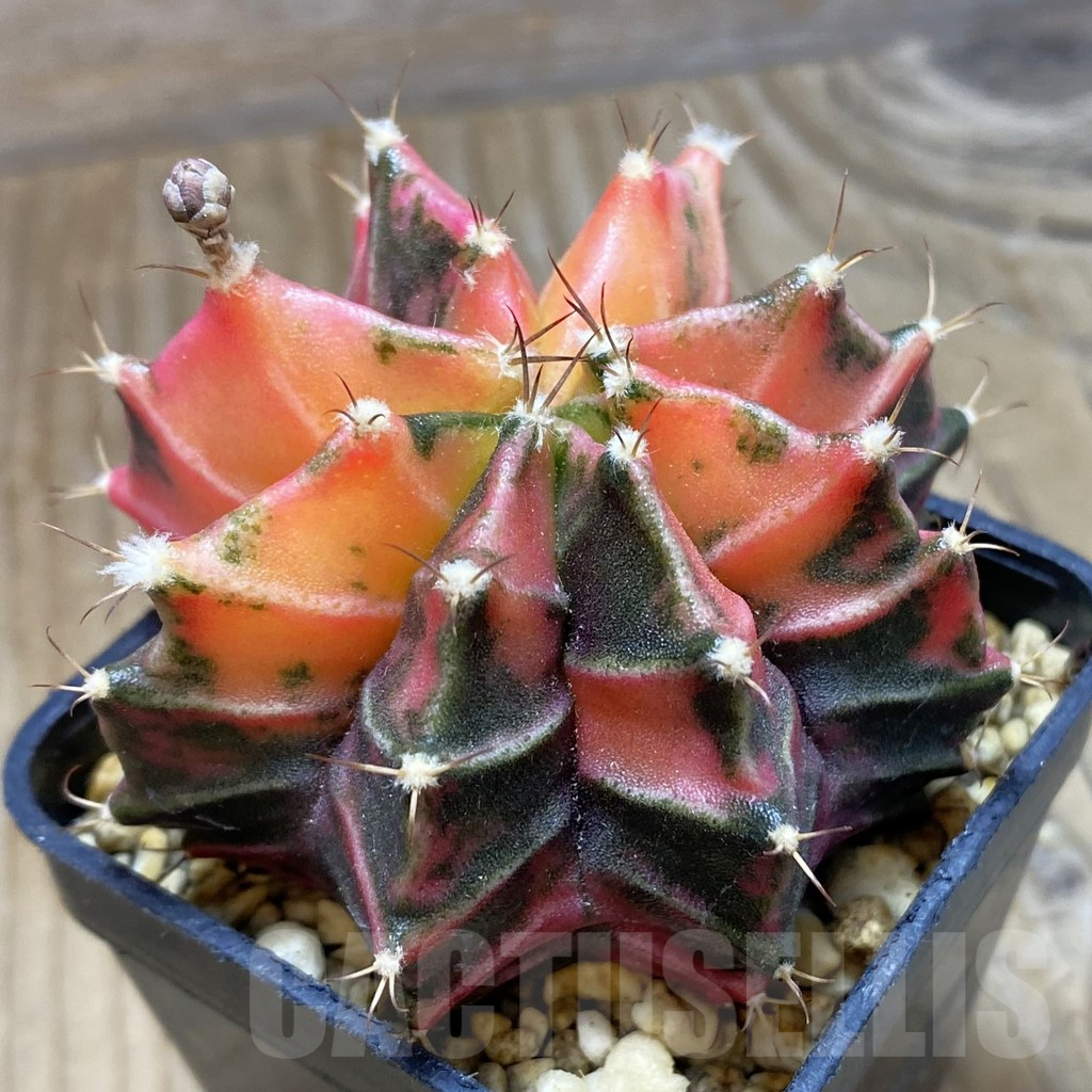 SH3211 Gymnocalycium mihanovichii f. variegata, seedling