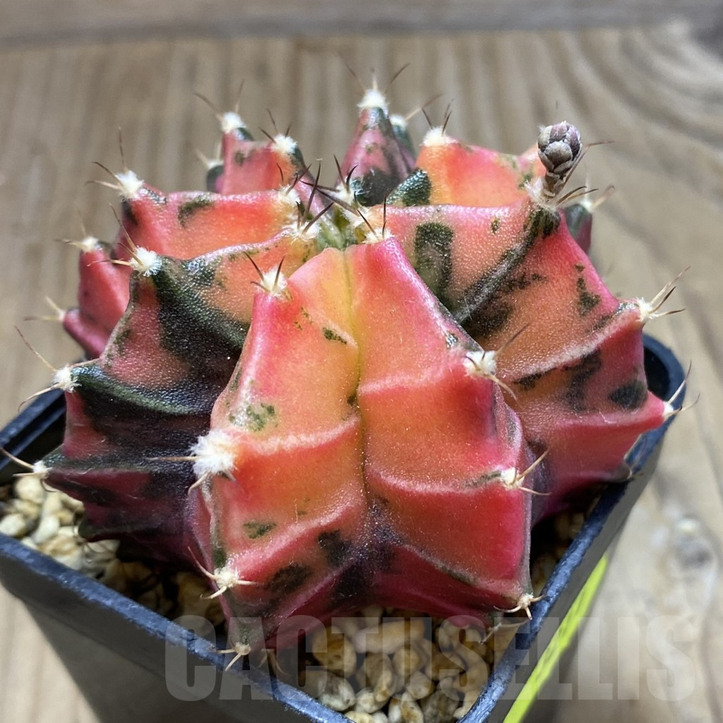 SH3211 Gymnocalycium mihanovichii f. variegata, seedling - Image 2