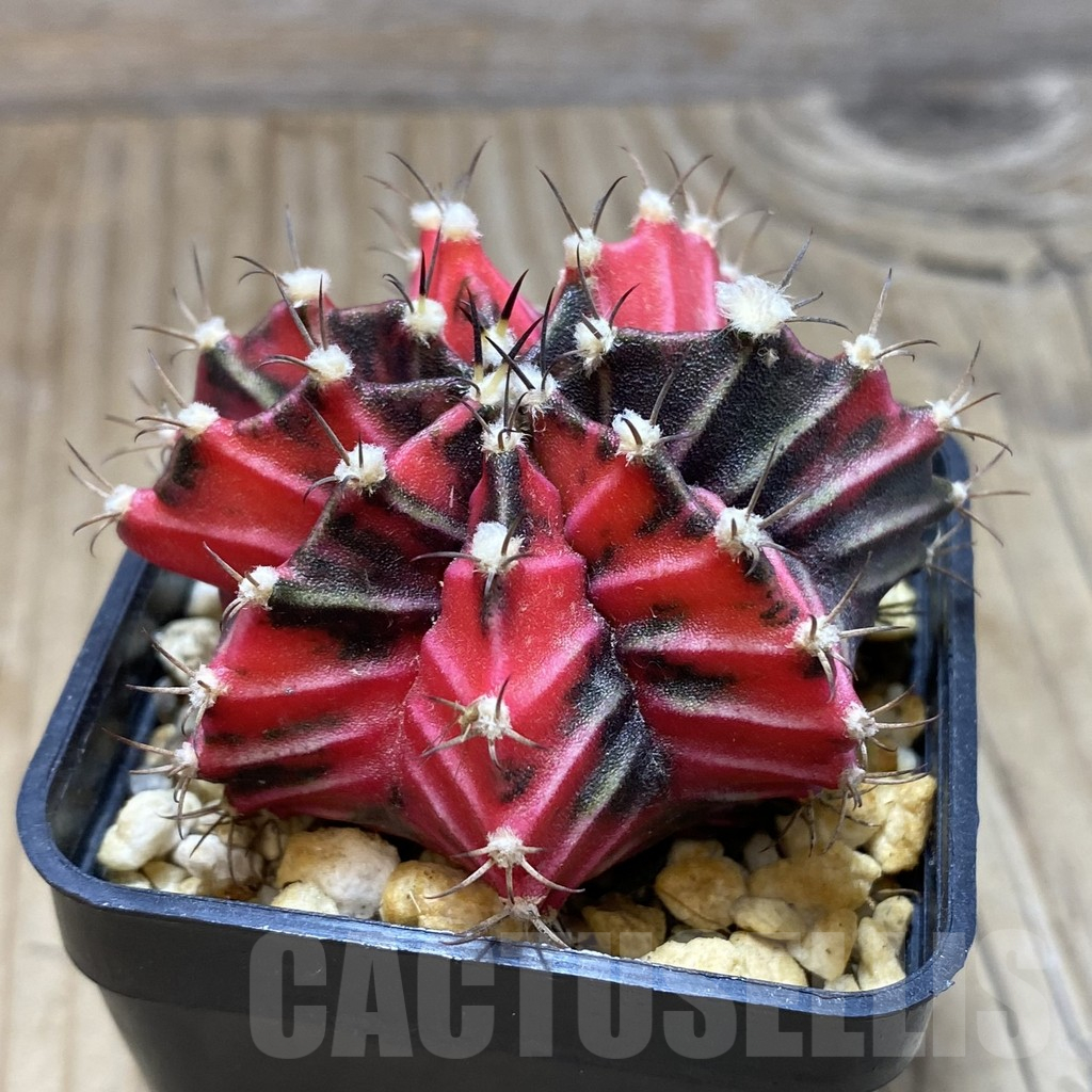 SH2975 Gymnocalycium mihanovichii f. variegata ‘Red selection’, seedling - Obrázek 2